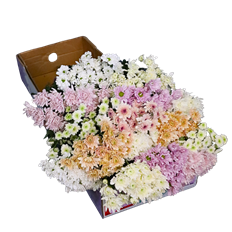 POM CDN SEASONAL (WINTER)