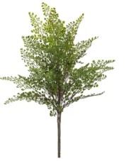 MAIDENHAIR FERN BUSH 18" GREEN