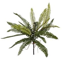 BOSTON FERN 17" GREEN