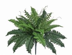 FERN ESTATE BOSTON X24 22"