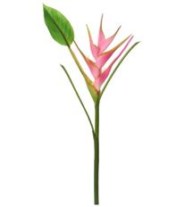HELICONIA SPRAY 36" PINK