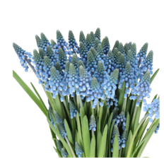 MUSCARI GRAPE HYACINTH