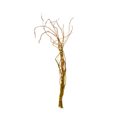 CURLY WILLOW TIPS