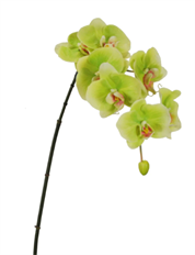ORCHID PHALAENOPSIS GREEN X7