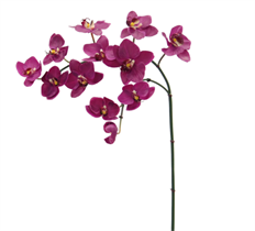 ORCHID PHAL 35" FUCHSIA