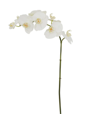 ORCHID PHALAENOPSIS 36" WHT 2 TONE