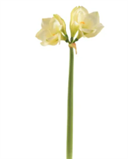 AMARYLLIS 27.5" WHITE
