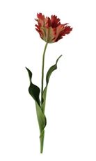 TULIP PARROT 23" ORANGE