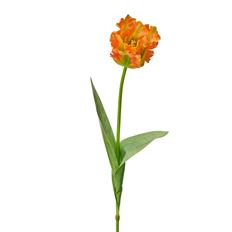 PARROT TULIP SOFT TOUCH 28" ORANGE