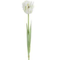 PARROT TULIP 27" WHITE/GREEN