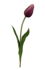 TULIP POINTED 15.5" PURPLE/GREEN