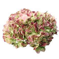 HYDRANGEA, ANTIQUE S.A. PREBOOK