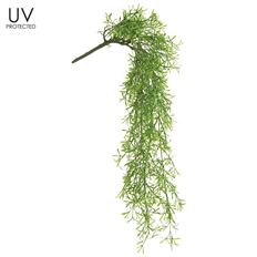 SPRENGERI FERN  UV BUSH 29"