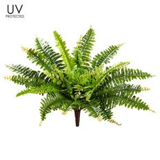 BOSTON FERN UV 17"