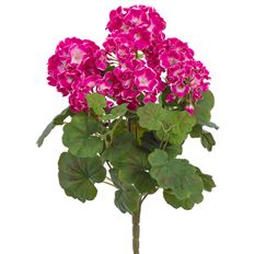 GERANIUM BUSH X9 19" FUCHSIA