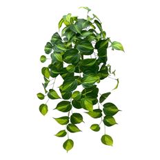 PHILO HANGING UV 26"