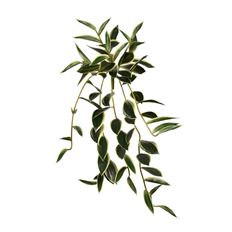 TRAILING BAMBOO X9 UV 31"