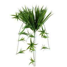 SPIDER PLANT BUSH UV 18" GREEN