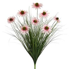 BLACK EYE SUSAN BUSH 23.5" PK