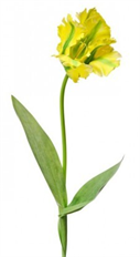 PARROT TULIP SOFT TOUCH 28" YEL
