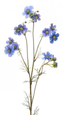 COSMOS SPRAY WILD 38" PURPLE