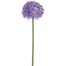 ALLIUM SPRAY 52" VIOLET