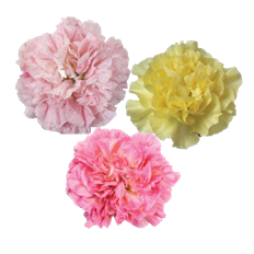 CARNATION NOVELTY