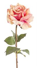 ROSE DUTCHESS OPEN 20" PEACH/RED