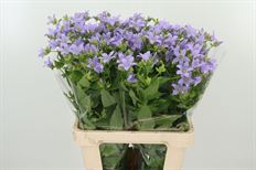 CAMPANULA LAVENDER