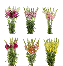 SNAPDRAGON ASSORTED X5 BUNCHES