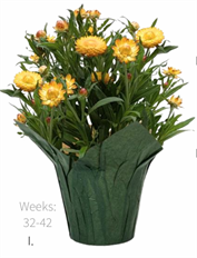 6" STRAWFLOWER