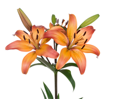 LILY HYBRID L.A. ROYAL SUNSET