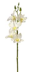 DENDROBIUM SPRAY 16" CREAM