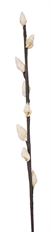 SEASHELL STEM 22"  WHITE