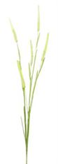FOXTAIL GRASS 52" GREEN