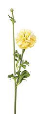 RANUNCULUS W/BUD YELLOW