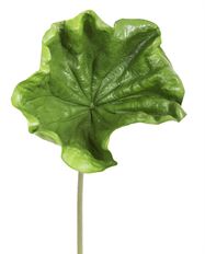 LOTUS LEAF