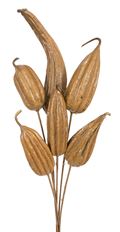 JINGA POD STEM POLISHED 6/PK