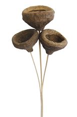 MONKEY POD STEM NAT 3/PK