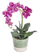 PHALAENOPSIS ORCHID IN POT