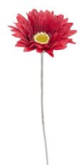 GERBERA DAISY RED