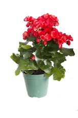4.5" BEGONIA