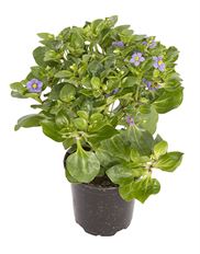 4" EXACUM (PERSIAN VIOLET)