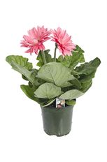 4.5" GERBERA
