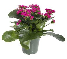 4" KALANCHOE