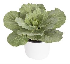 5.25" KALE