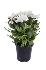 4" MUM ASSORTED
