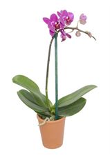 3" DOUBLE STEM ORCHID