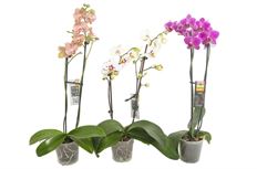 5" DOUBLE ORCHID