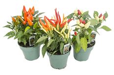 4.75" PEPPERS, ORNAMENTAL